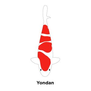 Yondan four-step Kohaku