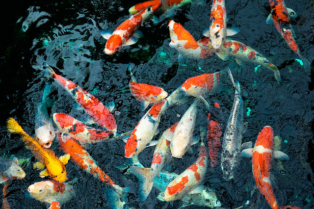 The Top 17 Mistakes Made By Koi Keepers (And How To Avoid Them) | Next Day  Koi