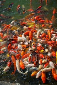 Overcrowding Koi Fish