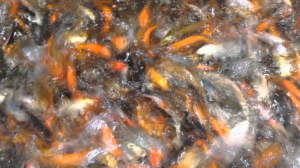 overcrowded koi in a pond