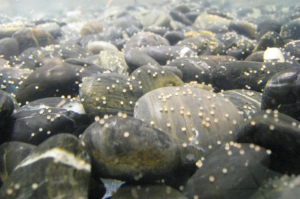 koi eggs after a spawn