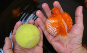 ping pong pearlscale goldfish