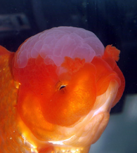 An Oranda Fancy Goldfish with a well developed wen or crown at-2-08-04-pm