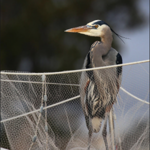 Blue Heron in net