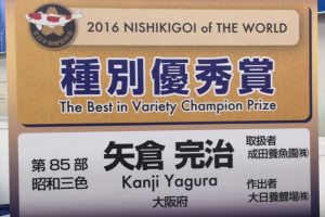 Sign for 2016 All Japan Koi Show