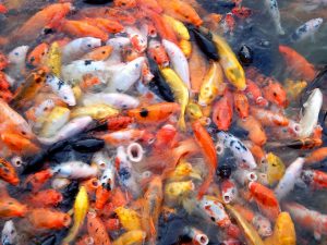 Hundreds of koi fish waiting for koi food