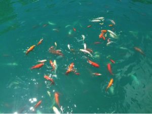 numerous colorful koi swimming in blue water