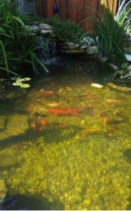 blurry picture of koi in a pond