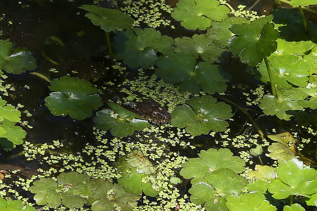 How to Keep Snakes Away from the Pond: Proven Strategies