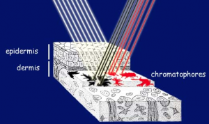 diagram of black and red chromatophores in koi fish