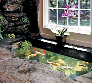 Indoor-outdoor Koi pond 