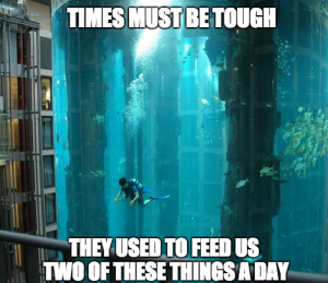 Koi meme 8 koi feeding human tank