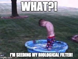 koi fish meme biological filter feeding