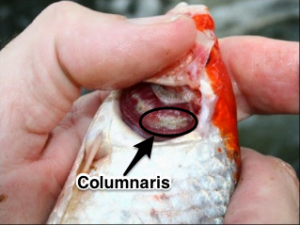 Columnaris oh koi fish gills