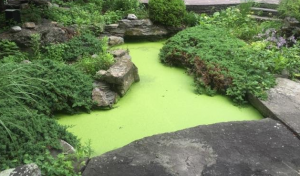 String algae covering a pond