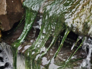 String algae on a koi pond