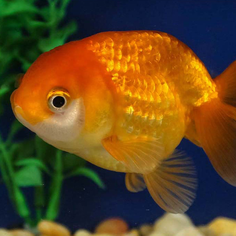Рыбка золотого цвета. Золотая рыбка ранчу вуалехвост. Ранчу Золотая рыбка. Золотая рыбка львиноголовка. Ранчу рыбка аквариумная.