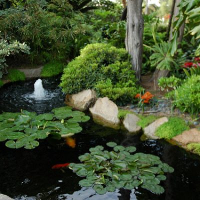 Koi in pond in Meditation garden