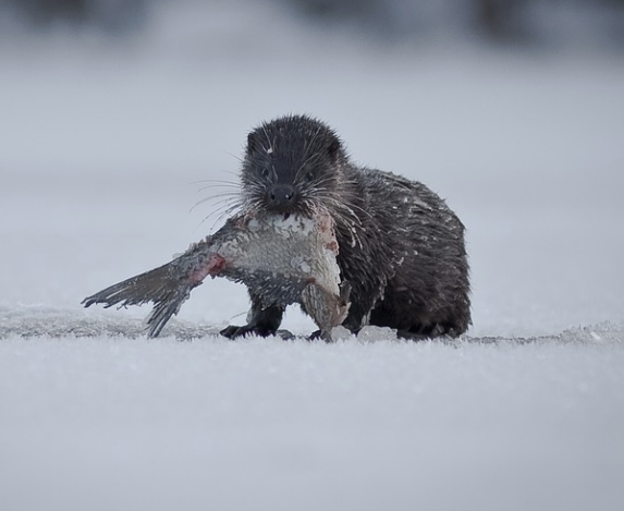 Otter in the snow with fish in its mouth