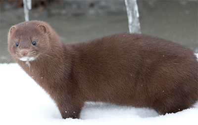 Mink in the Snow