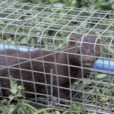 Mink caught in a trap