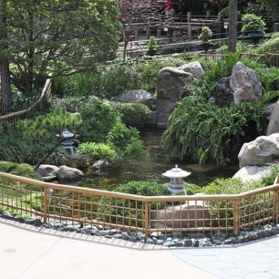 Koi Pond in a Japanese Garden