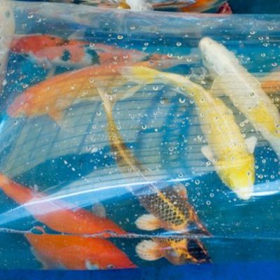 koi being introduced to new home in floating bag