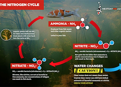 Nitrogen Cycle in a koi pond