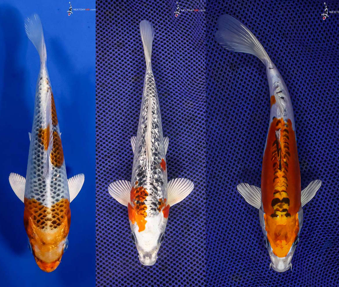 A Comprehensive Guide to Koi Colors and Patterns