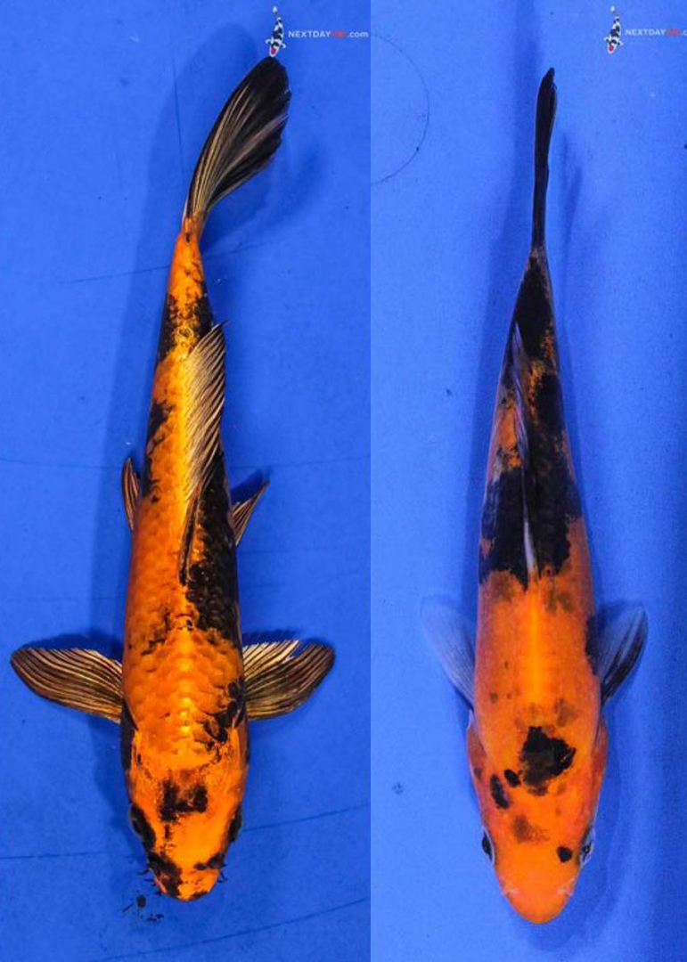 Orange And Black Koi