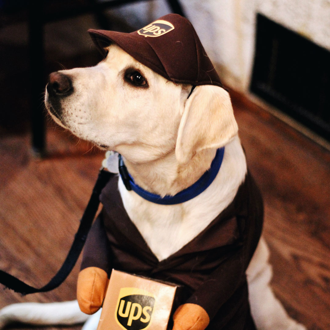 Holiday Shipping Update Next Day Koi