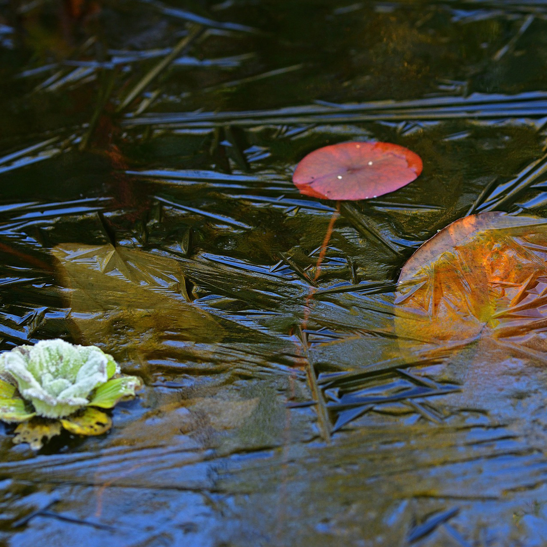 how-to-de-ice-your-koi-pond-this-winter-next-day-koi