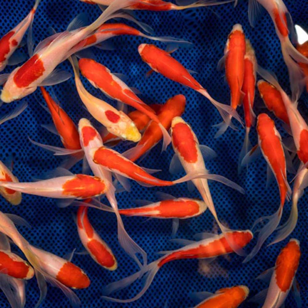 sarasa comet goldfish for sale