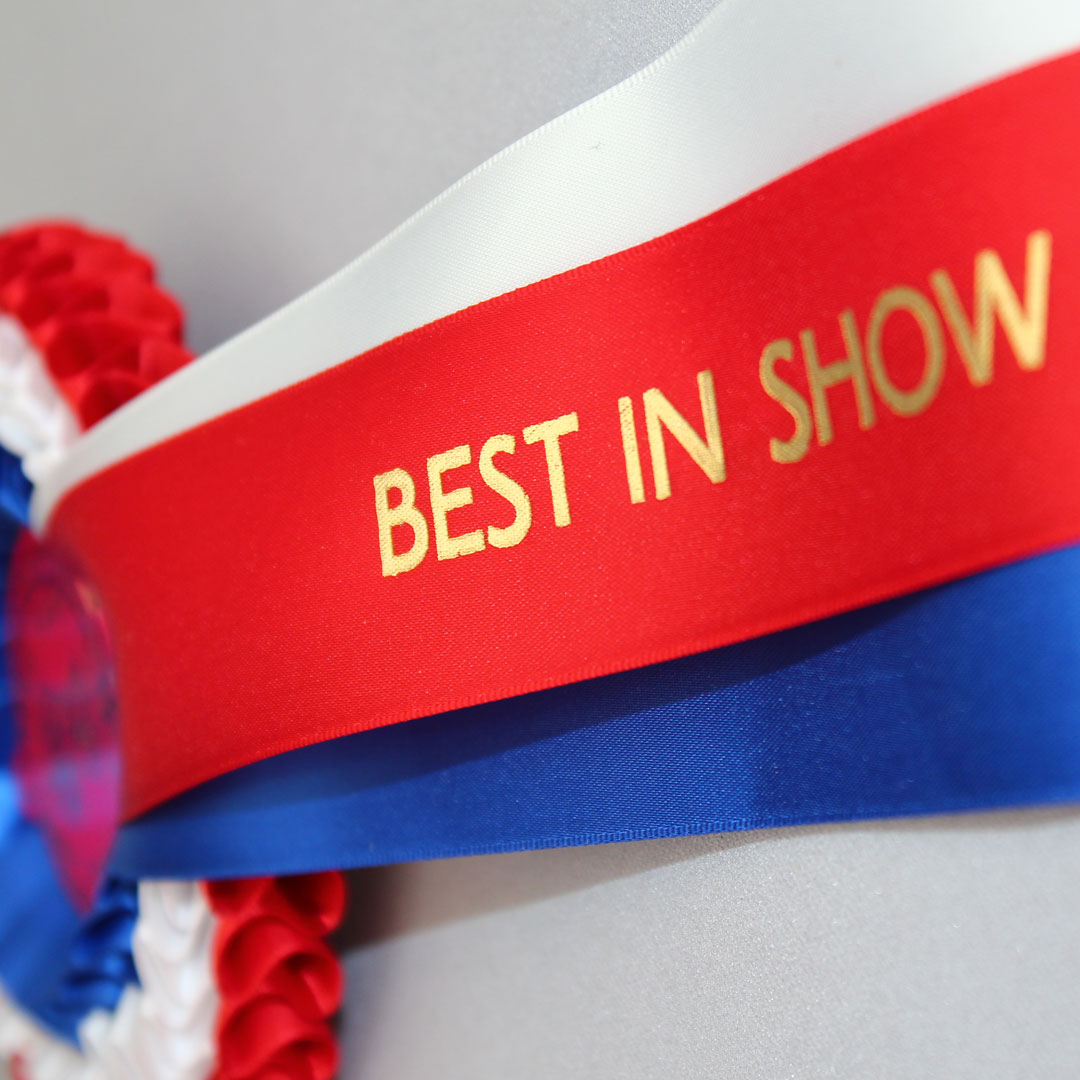 Koi Shows for Beginners Next Day Koi