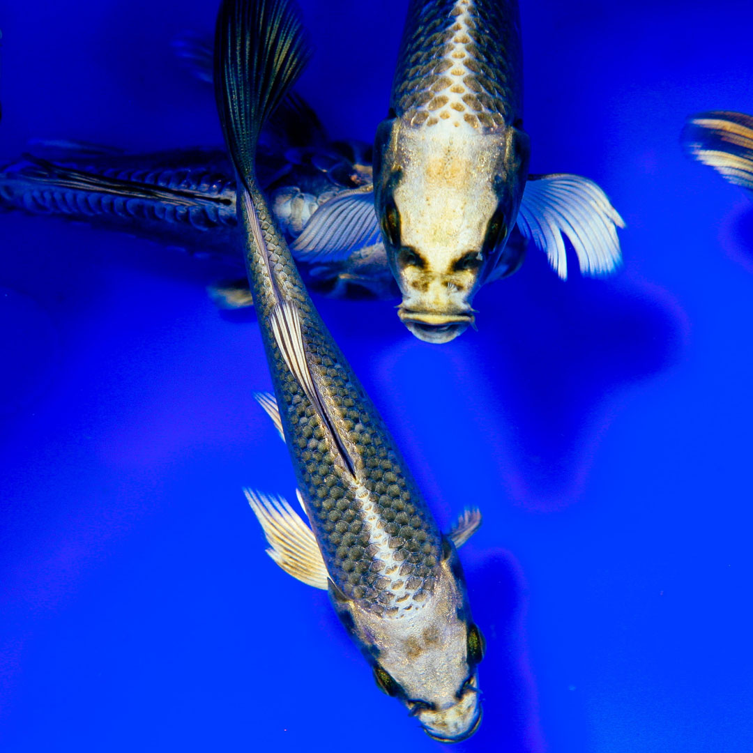Six Reasons Your Koi Aren'T Growing (And What You Can Do About It) | Next  Day Koi
