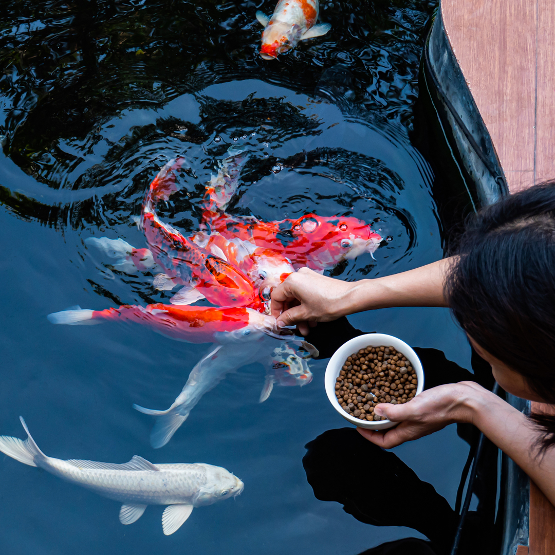 Feeding 2025 koi carp