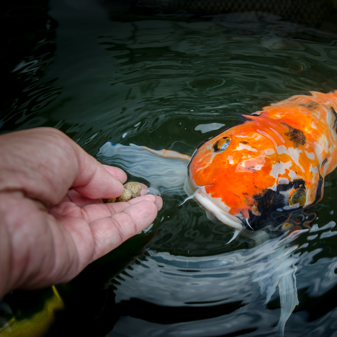 Feeding Your Koi And Goldfish The Dos And Donts Next Day Koi