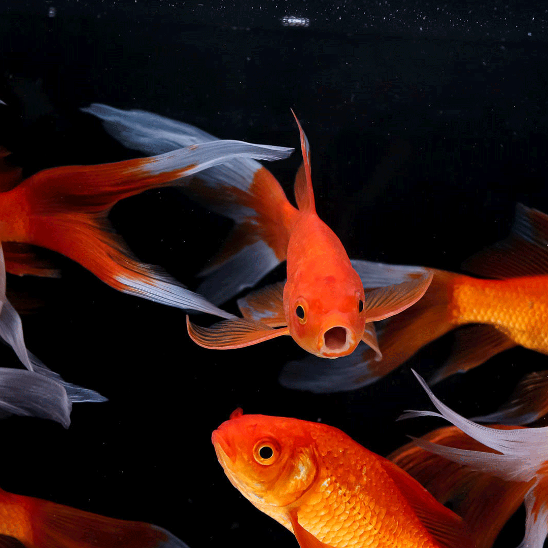 goldfish in a pond