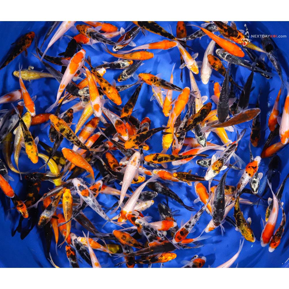 cheap koi fish for sale near me