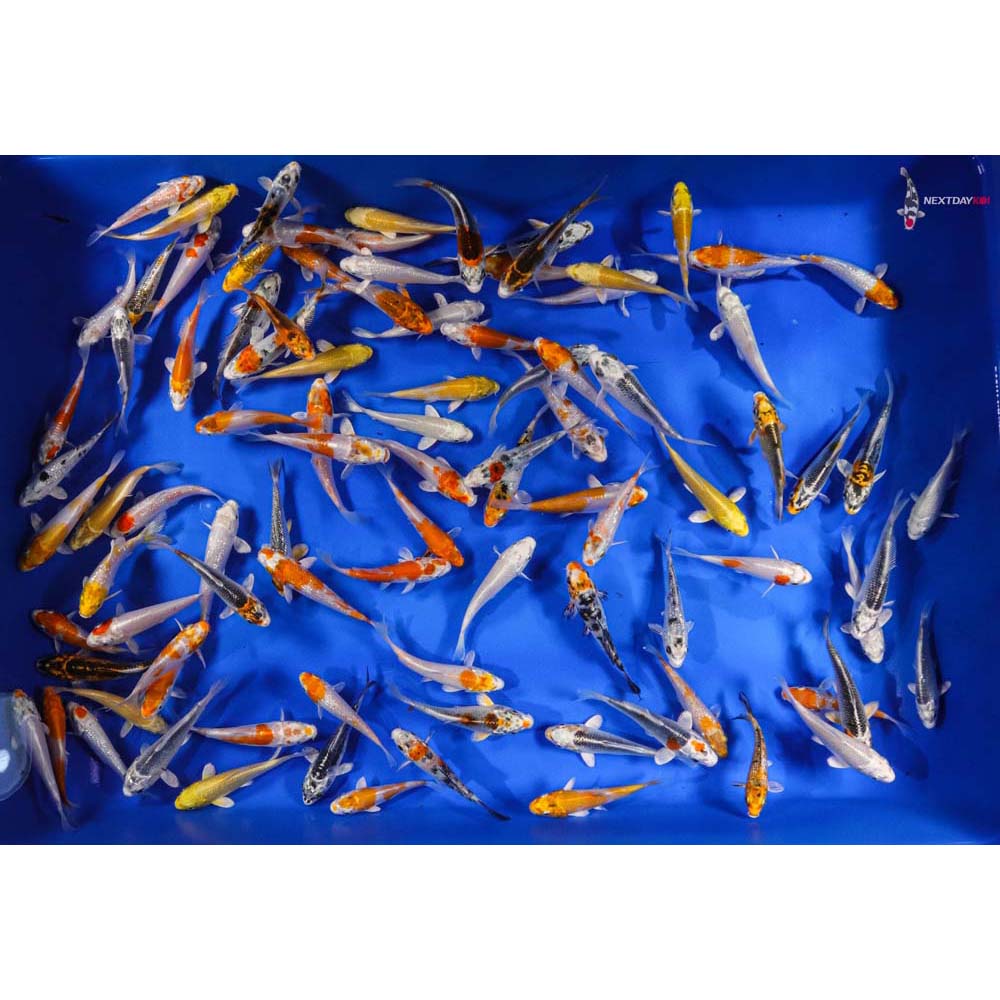 Hikari Varieties Mix Koi | Koi Fish For Sale