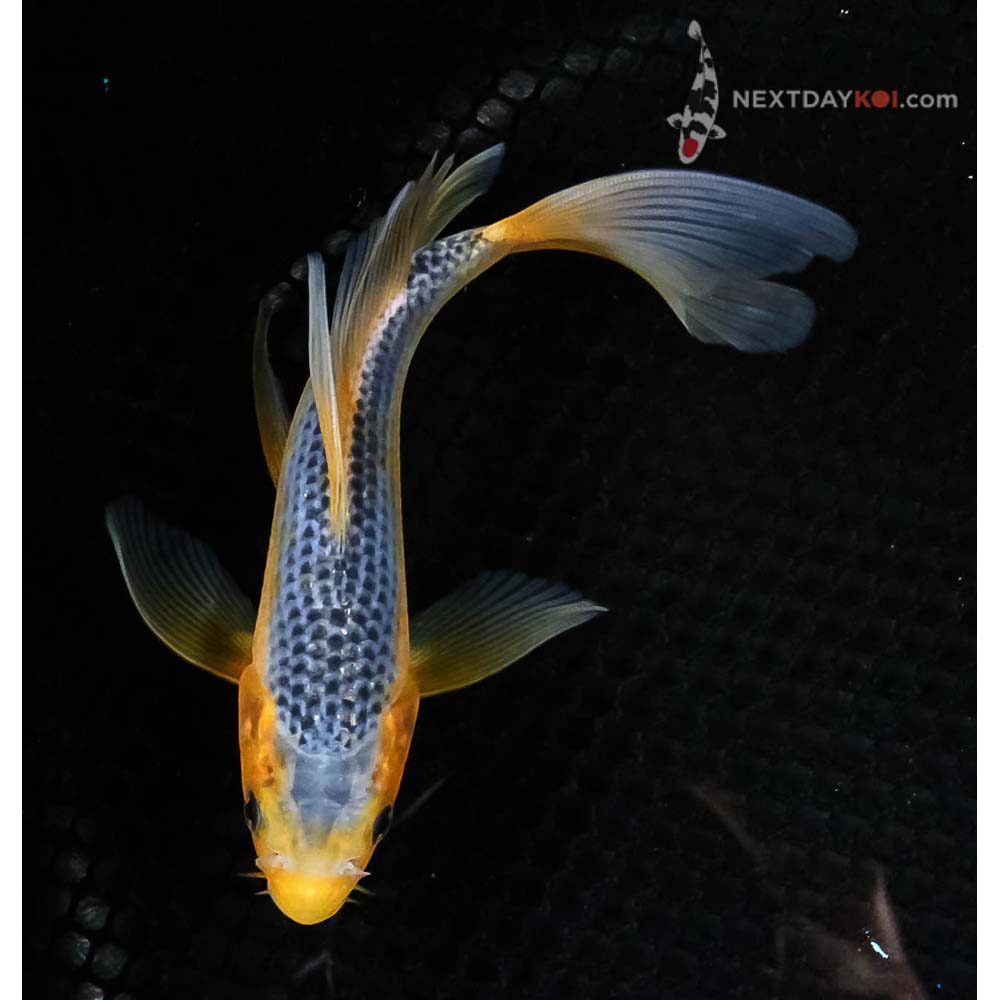 Most Popular Koi Varieties: Asagi