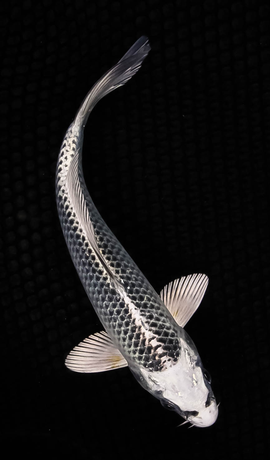 Most Popular Varieties of Koi: Matsuba