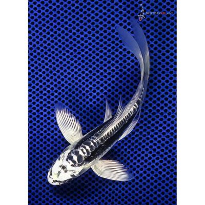 Most Popular Varieties Of Koi | Next Day Koi