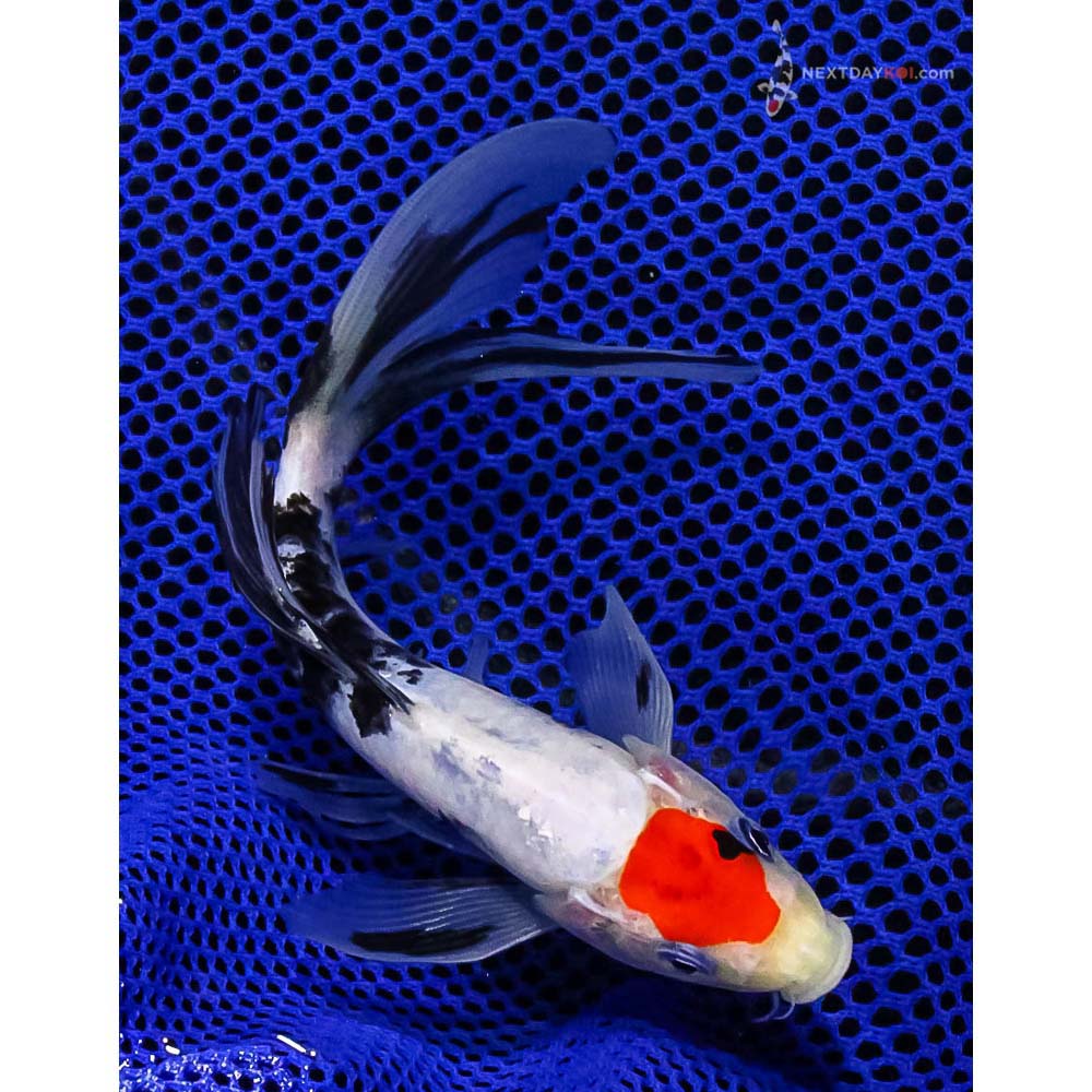 Most Popular Varieties of Koi: Tancho Sanke