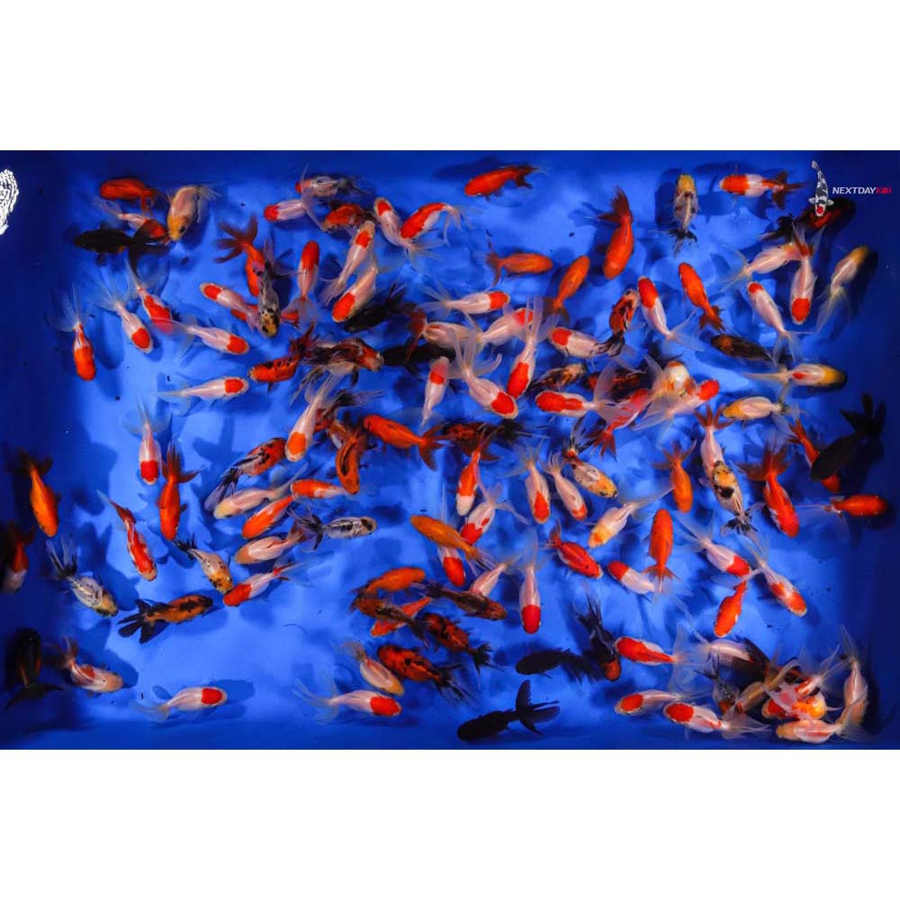 Imported Mixed Oranda Goldfish Koi Fish For Sale