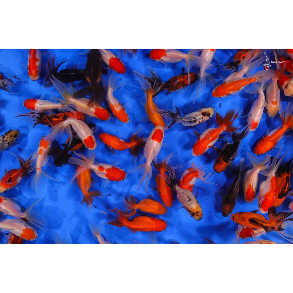 Imported Mixed Oranda Goldfish Koi Fish For Sale