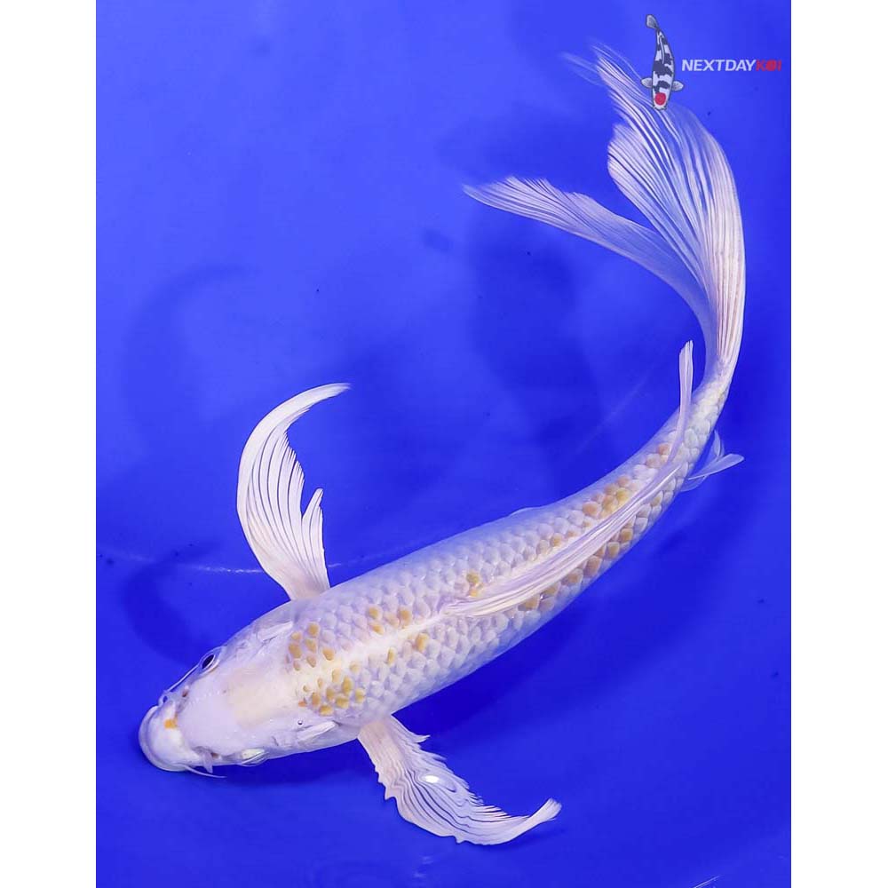 10-imported-lemon-hariwake-butterfly-koi-koi-fish-for-sale