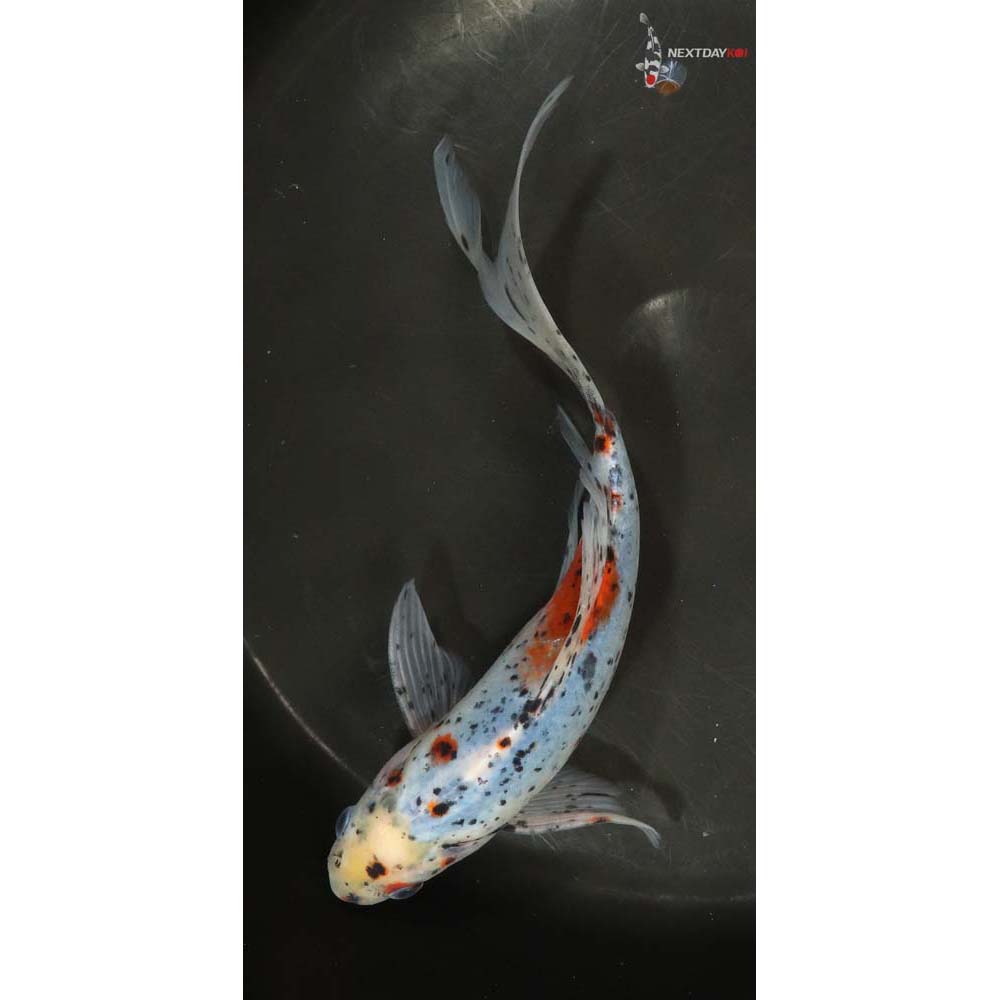 blue koi fish for sale near me