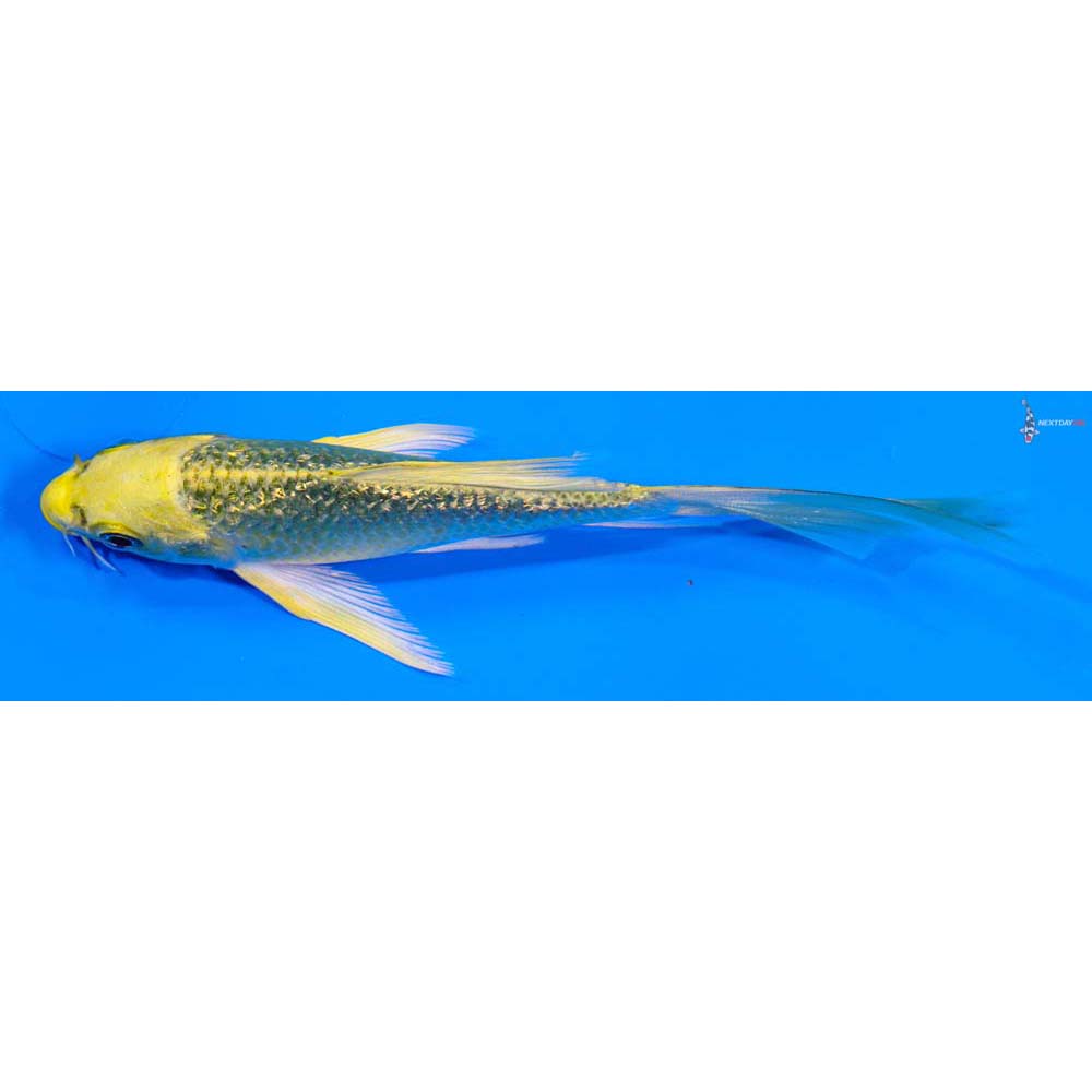 4” Imported Gin Rin Ki Matsuba Butterfly Koi Koi Fish For Sale