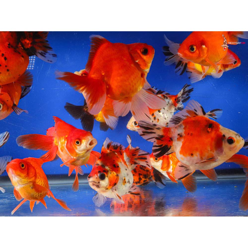 44.5" Imported Mixed Ryukin Goldfish Koi Fish For Sale